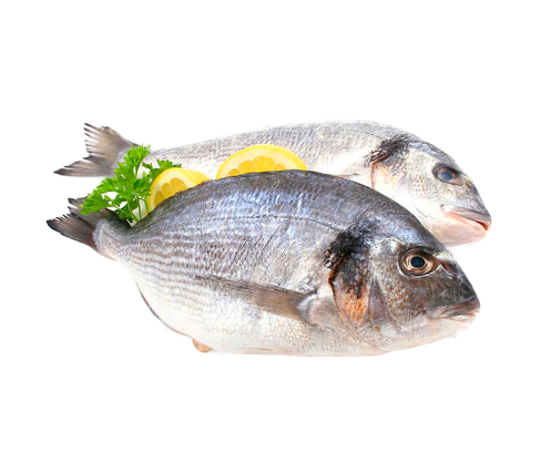 Atlantic Horse Mackerels
