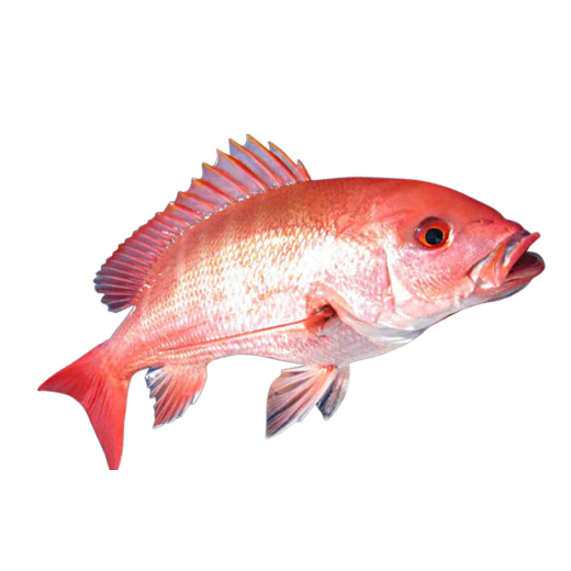 Rui Fish Headless Curry Cut (7-11 pcs) ±30 gm